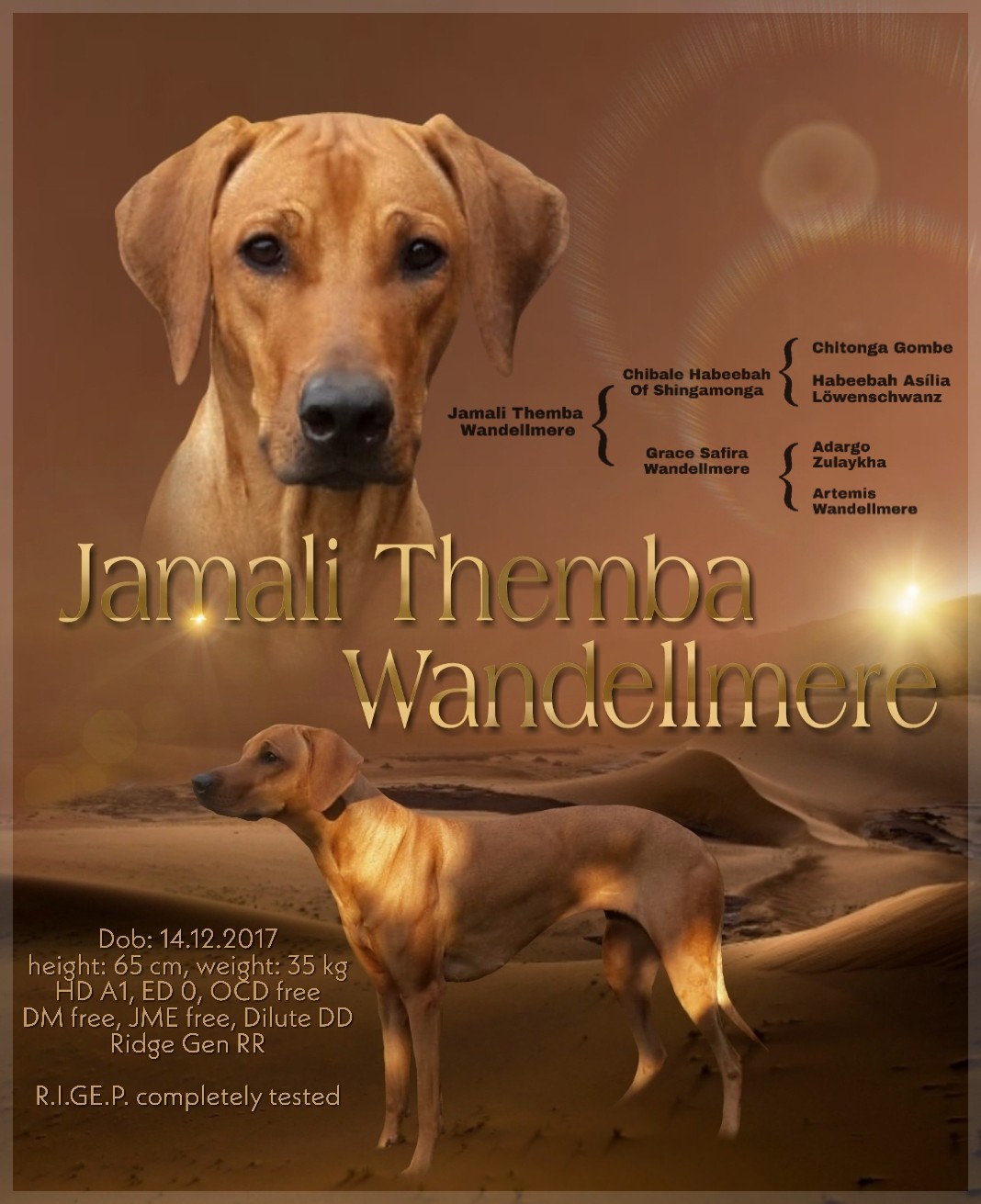 Diamond of Malawi Jamali Themba Wandellmere